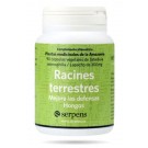 Racines Terrestres (Serpens)