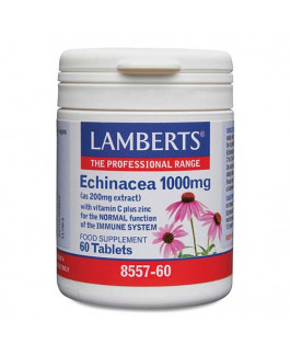 Equinácea Lamberts