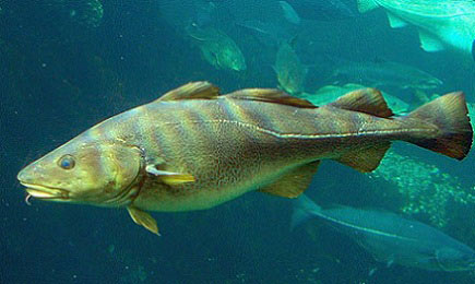 Aceite de Hígado de Bacalao