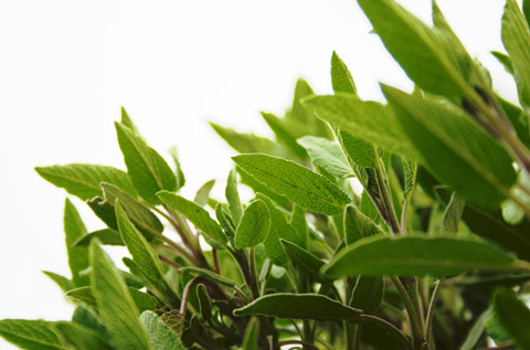 Cápsulas de Salvia officinalis