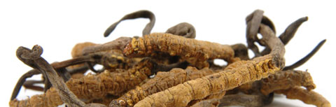 Comprar Cordyceps Sinensis Mycelium