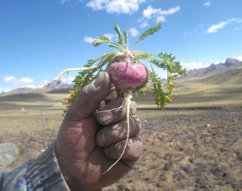 Comprar Maca Andina en España