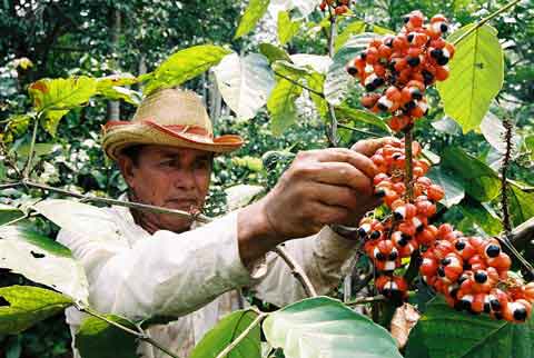 Comprar Guaraná precio