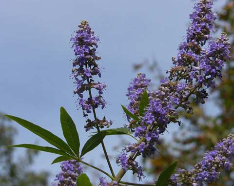 Comprar Vitex agnus castus al mejor precio