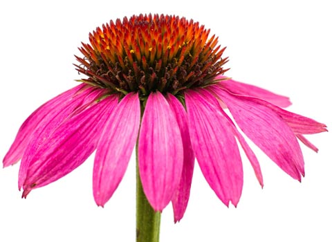 Echinacea Goldenseal comprar