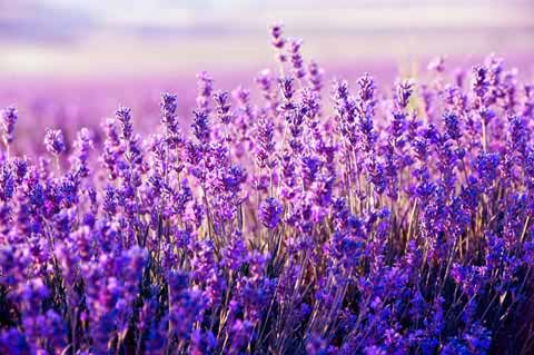 Comprar Lavanda Stress