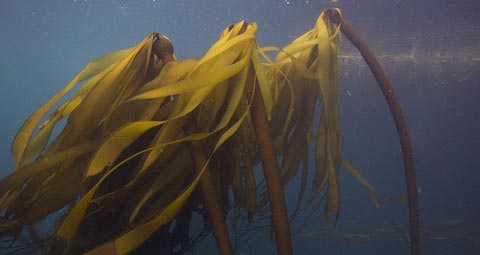 Algas Kelp comprimidos