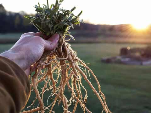 Comprar AshwaGold (Ashwagandha)