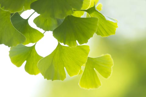 Comprar Ginkgo Biloba Sura Vitasan