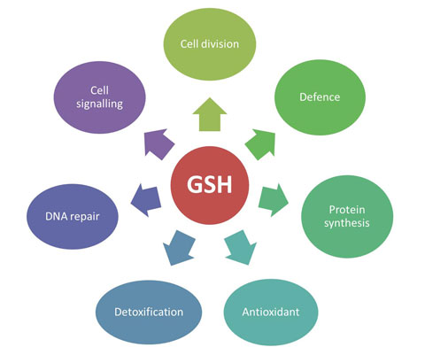 GSH Glutation 