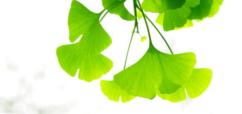 Ginkgo Biloba Cápsulas