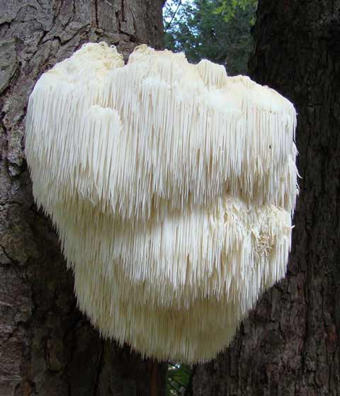 Hericium Digest Hifas da Terra