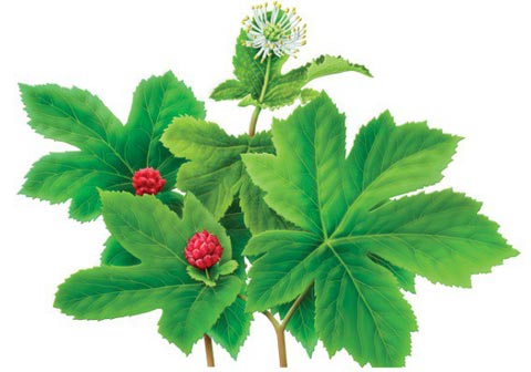 Hydrastis Canadensis comprar