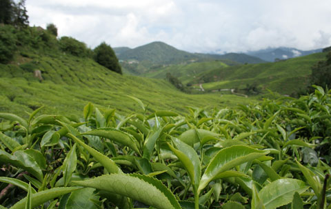 Té Verde sin Cafeína