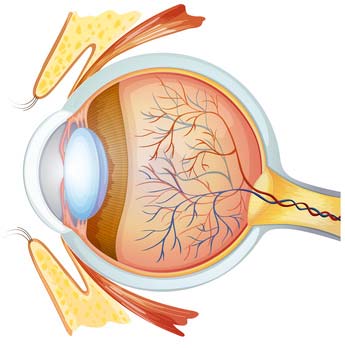 Luteína para los ojos | Lutein Eyes Solaray