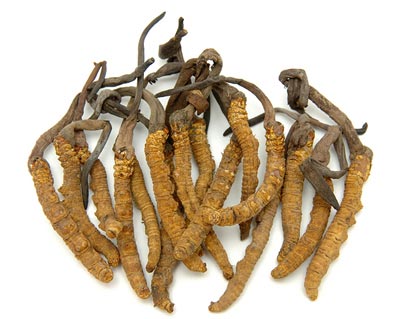 Micelio de Cordyceps