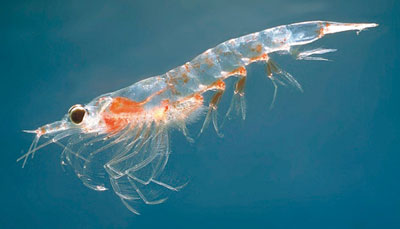 Omega Krill