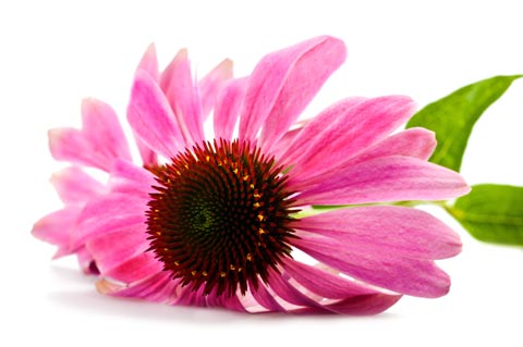 Comprar Echinacea+C Complex